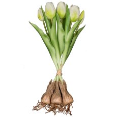 Tulip bunch x5 with bulb, white