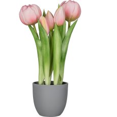 Tulip pot x5, 25cm, light pink