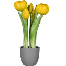 Tulip pot x5, 25cm, yellow