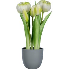 Tulip pot x5, 25cm, white