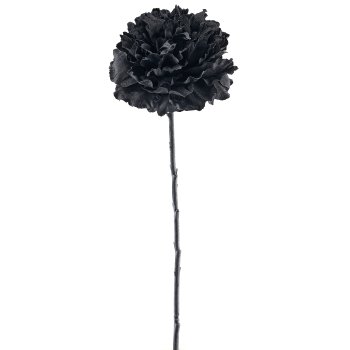 Wild rose, 52cm, black