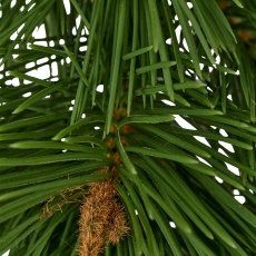 Pine garland, 170cm, green