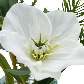 Christmas rose, 15.5cm, white, in glass 5x5x6.7cm