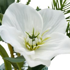 Christmas rose, 15.5cm, white, in glass 5x5x6.7cm