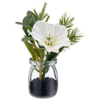 Christmas rose, 15.5cm, white, in glass 5x5x6.7cm