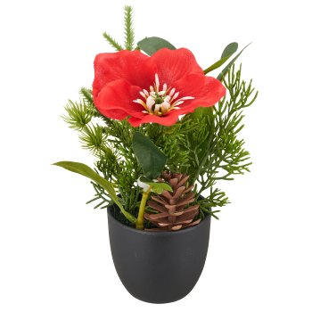 Arrangement mit Christrose, 18cm, rot, in grauem Plastiktopf