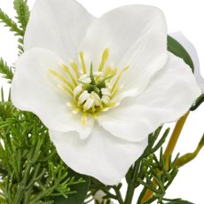 Arrangement mit Christrose, 18cm, weiß, in grauem Plastiktopf