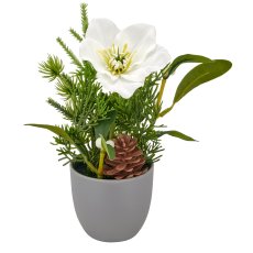 Arrangement mit Christrose, 18cm, weiß, in grauem Plastiktopf