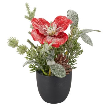 Arrangement with iced Christmas rose, 17cm, red, in black plastic pot 7x7x7cm
