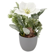 Arrangement with iced Christmas rose, 17cm, white, in grey plastic pot 7x7x7cm