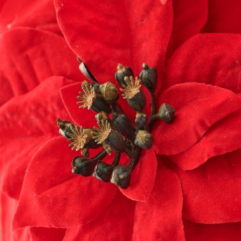 Poinsettia x5, 32cm, rot