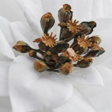 Poinsettia x5, 32cm, weiß