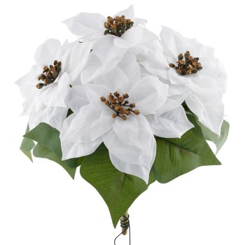 Poinsettia x5, 32cm, weiß