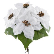 Poinsettia x5, 32cm, weiß