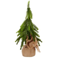 Tanne im Jutesack, 37cm, grün
