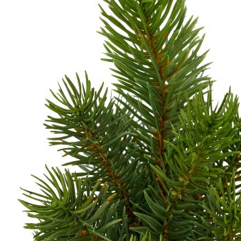 Fir tree, 25cm, green, in black plastic pot 7x7x7cm