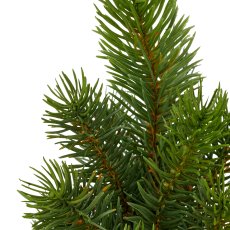 Fir tree, 25cm, green, in black plastic pot 7x7x7cm
