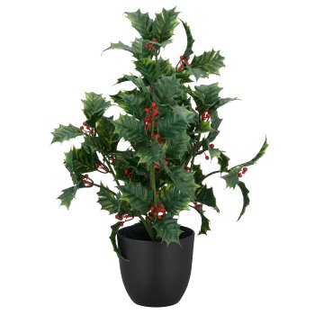 Ilex, 35cm, green, in black plastic pot 12x12x10cm