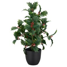 Ilex, 35cm, green, in black plastic pot 12x12x10cm