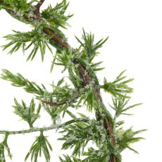 Zedernring geeist, 18cm, grün