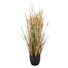 Gras mit Ähren, 64cm, natur, im schwarzen Kunststofftopf 11x11x10,5cm