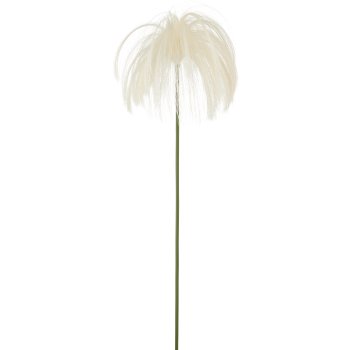Stipagras, 80cm, weiß
