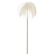 Stipagras, 80cm, weiß