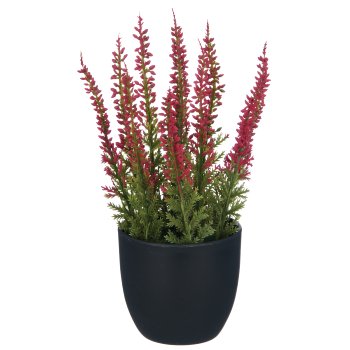 Caluna, 17cm, ruby, in black plastic pot 7x7x6.5cm