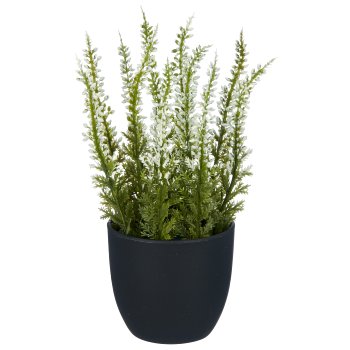 Caluna, 17cm, white, in black plastic pot 7x7x6.5cm
