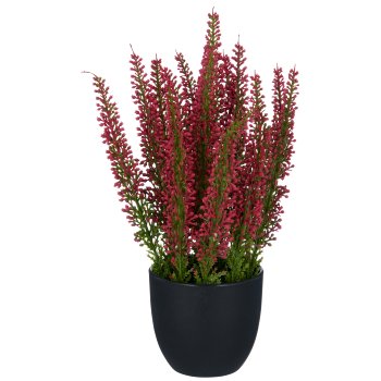 Caluna, 23cm, ruby, in black plastic pot 8x8x7.5cm