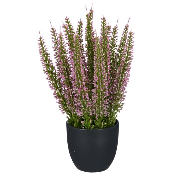 Caluna, 23cm, pink, in black plastic pot 8x8x7.5cm