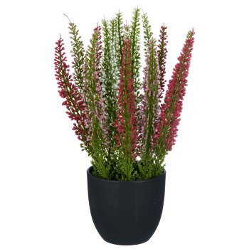 Caluna, 23cm, colourful, in black plastic pot 8x8x7.5cm