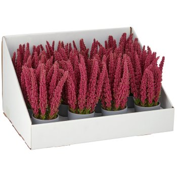 Caluna, 23cm, ruby, in black plastic pot 8x8x7.5cm, 12x in white paper tray 45x35x26cm
