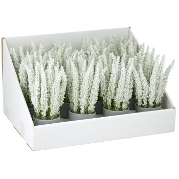 Caluna, 23cm, white, in black plastic pot 8x8x7.5cm, 12x in white paper tray 45x35x26cm