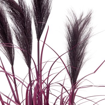 Pampas grass x4, 80cm, lilac, in black plastic pot 14x14x13.5cm