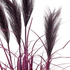 Pampas grass x4, 80cm, lilac, in black plastic pot 14x14x13.5cm