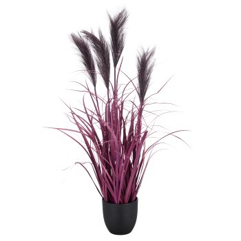 Pampas grass x4, 80cm, lilac, in black plastic pot 14x14x13.5cm