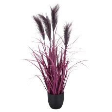 Pampas grass x4, 80cm, lilac, in black plastic pot 14x14x13.5cm