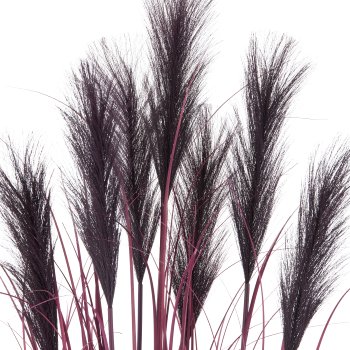 Pampas grass x7, 125cm, lilac, in black plastic pot 18x18x16.5cm