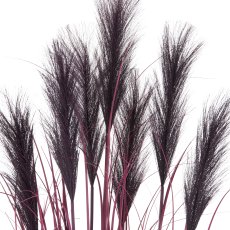 Pampas grass x7, 125cm, lilac, in black plastic pot 18x18x16.5cm