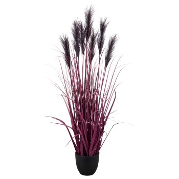 Pampas grass x7, 125cm, lilac, in black plastic pot 18x18x16.5cm