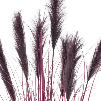 Pampas grass x7, 155cm, lilac, in black plastic pot 20x20x17.5cm