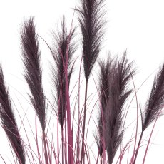 Pampas grass x7, 155cm, lilac, in black plastic pot 20x20x17.5cm