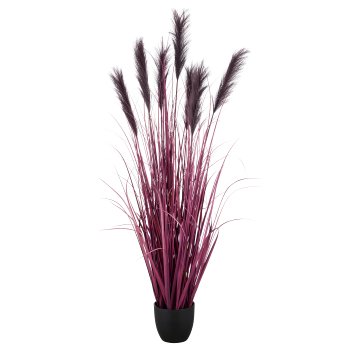 Pampas grass x7, 155cm, lilac, in black plastic pot 20x20x17.5cm