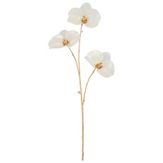 Phalaenopsis, 79cm, weiß