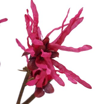 Witch hazel x2, 77cm, pink