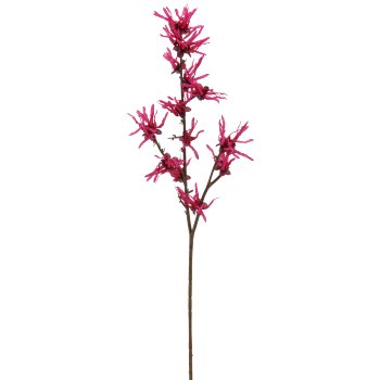 Witch hazel x2, 77cm, pink