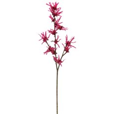 Hamamelis x2, 77cm, pink