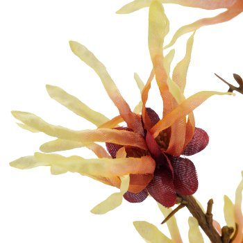 Hamamelis x2, 77cm, hellgelb