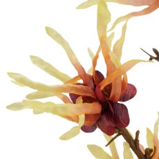 Hamamelis x2, 77cm, hellgelb